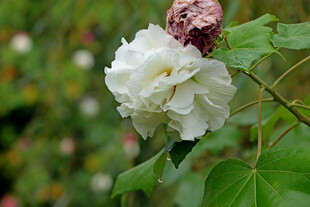 白色木芙蓉花