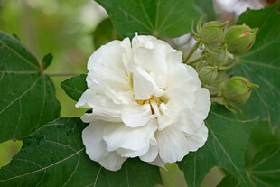 白色木芙蓉花