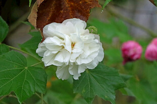白色木芙蓉花
