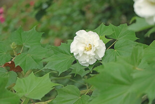 白色木芙蓉花