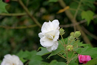 白色木芙蓉花