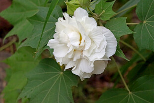 白色木芙蓉花