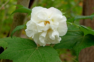 白色木芙蓉花