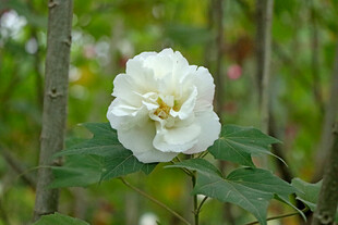 白色木芙蓉花