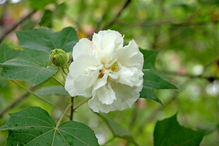 白色木芙蓉花