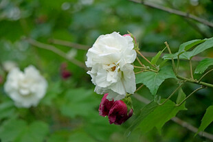 白色木芙蓉花