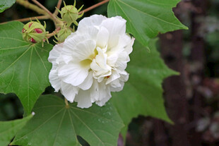 白色木芙蓉花