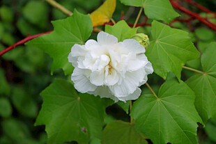 白色木芙蓉花