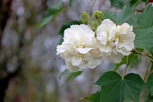 白色木芙蓉花