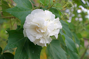 白色木芙蓉花
