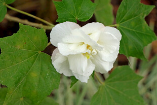白色木芙蓉花