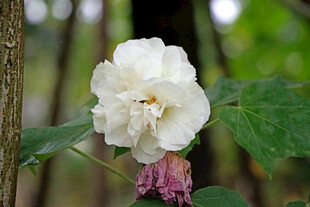 白色木芙蓉花