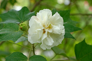 白色木芙蓉花