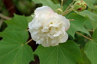 白色木芙蓉花