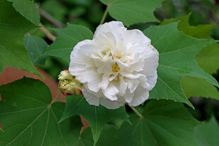 白色木芙蓉花