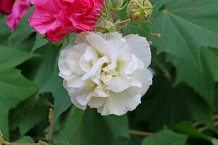 白色木芙蓉花