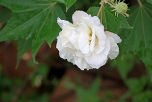 白色木芙蓉花