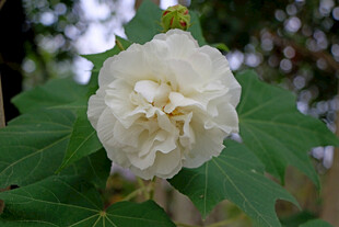 白色木芙蓉花