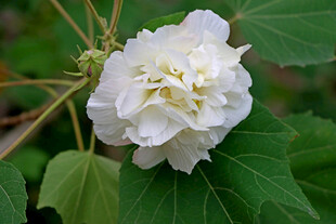 白色木芙蓉花