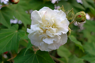 白色木芙蓉花