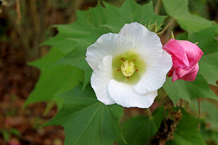 白色木芙蓉花