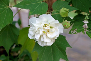 白色木芙蓉花