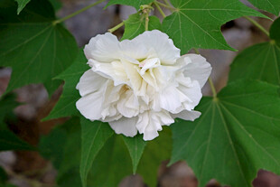 白色木芙蓉花