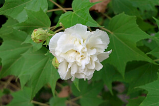 白色木芙蓉花