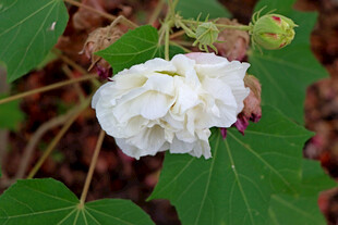 白色木芙蓉花