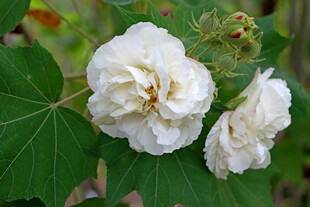 白色木芙蓉花