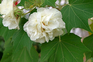 白色木芙蓉花