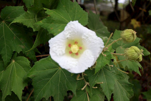 白色木芙蓉花