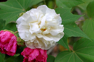 白色木芙蓉花