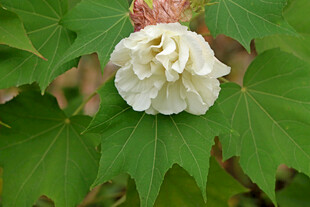 白色木芙蓉花