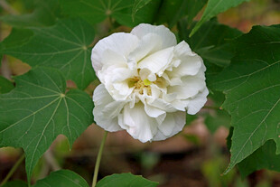 白色木芙蓉花