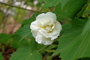 白色木芙蓉花