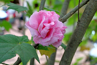 粉色木芙蓉花