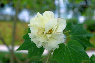 白色木芙蓉花