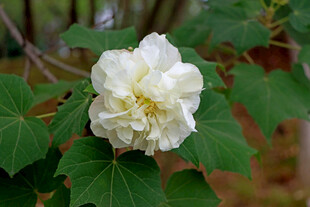 白色木芙蓉花