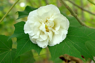 白色木芙蓉花