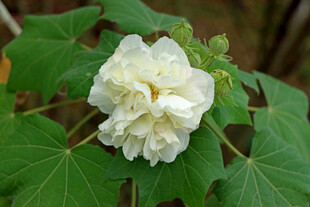 白色木芙蓉花