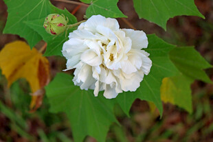 白色木芙蓉花