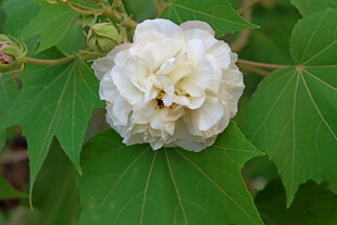 白色木芙蓉花