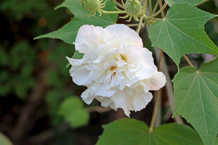 白色木芙蓉花