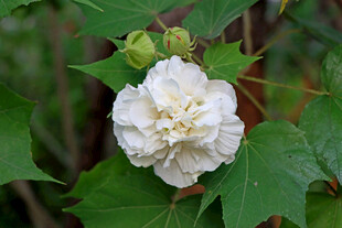 白色木芙蓉花