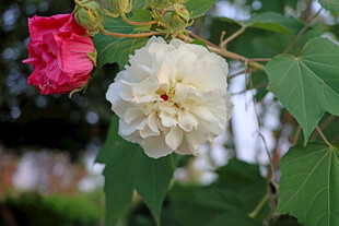 白色木芙蓉花