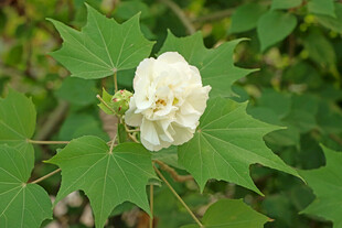 白色木芙蓉花