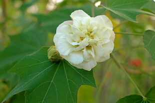 白色木芙蓉花
