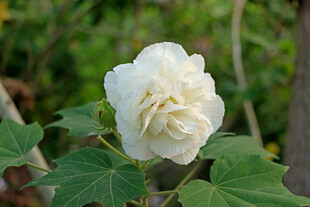 白色木芙蓉花