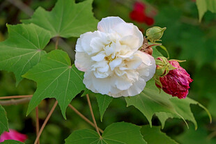 白色木芙蓉花
